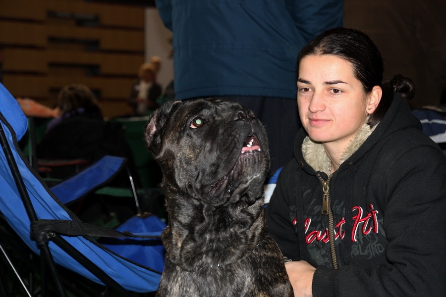 Cane Corso