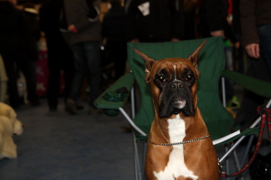 Nemecký boxer
