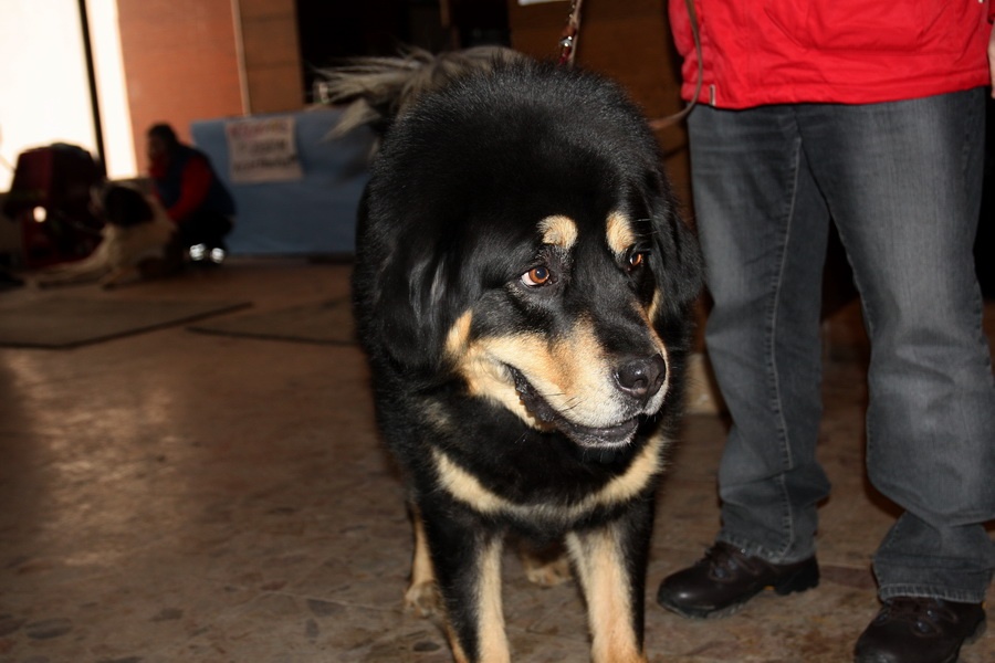 Tibetská doga