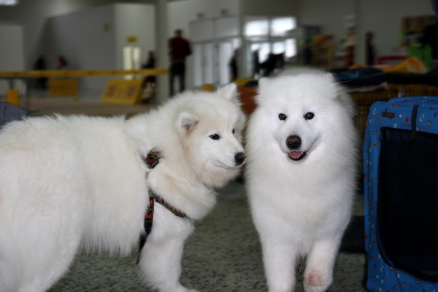 5. Samojed