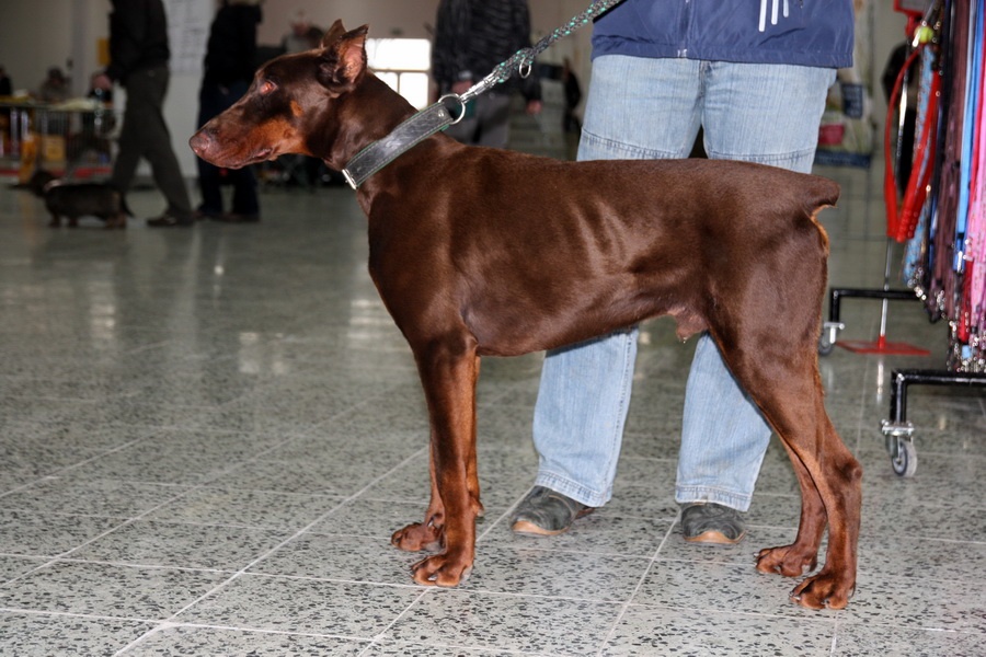 27. Doberman