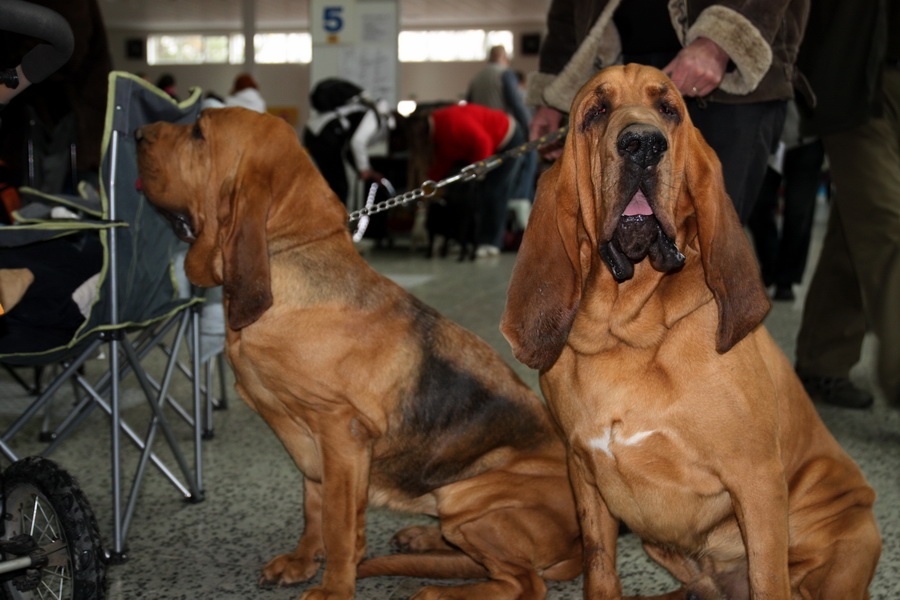 50. Svätohubertský pes (Bloodhound)