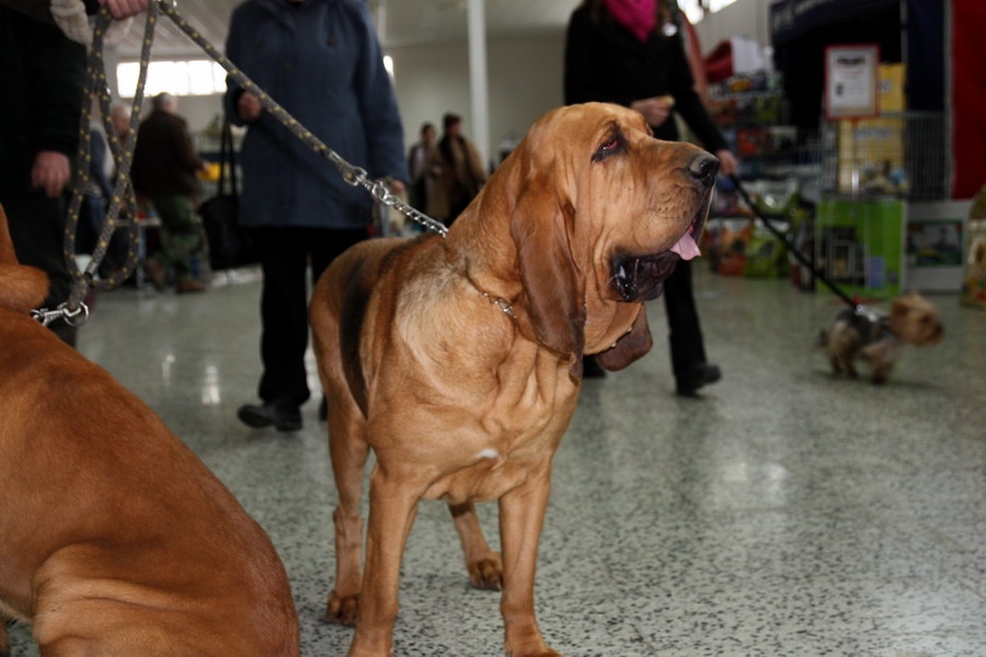 51. Svätohubertský pes (Bloodhound)
