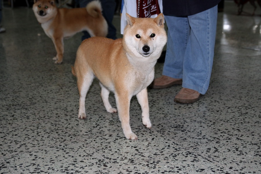 56. Shiba