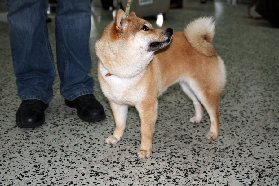 57. Shiba