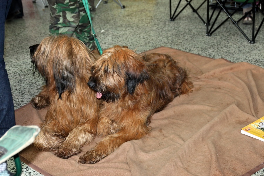 61. Briard