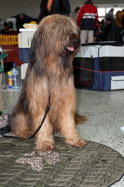 62. Briard