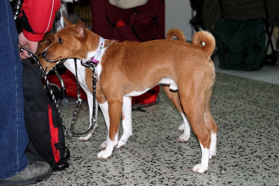 75. Basenji