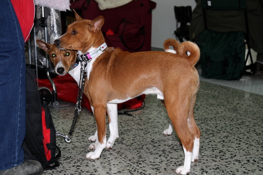 76. Basenji