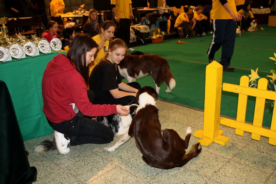 Agility team