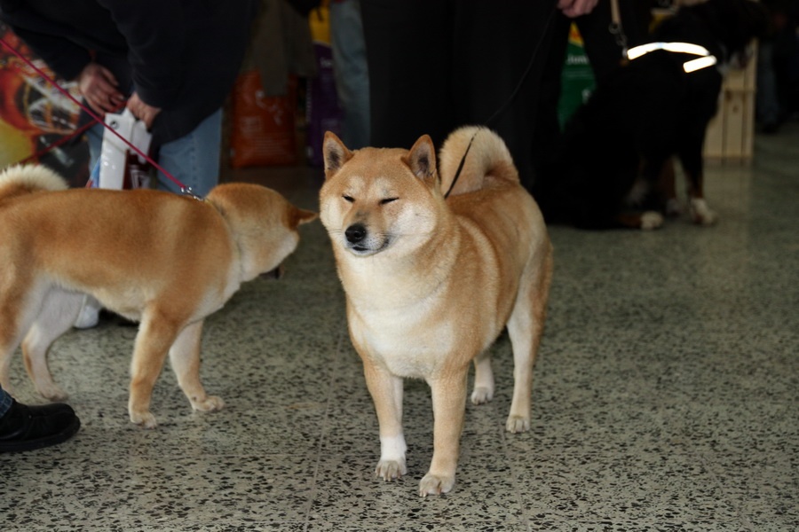 155 Shiba