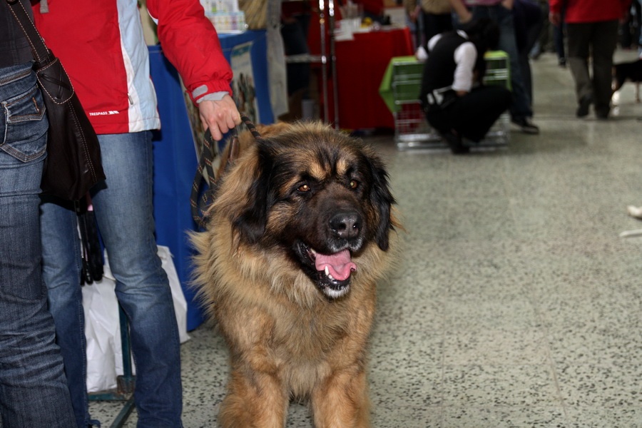 Leonberger