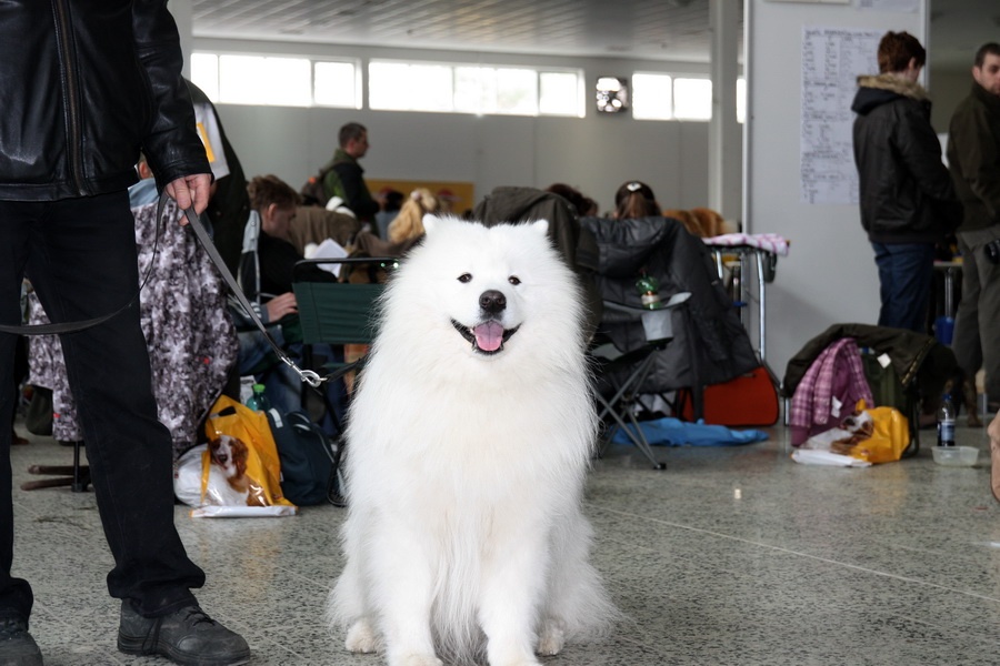 Samojed