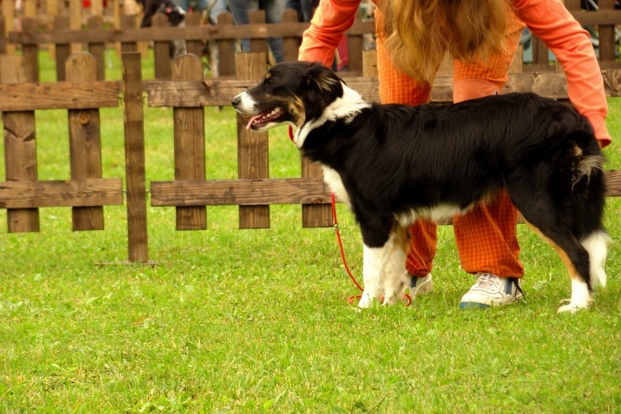 Border kólia Sorry Baby Agility Princess