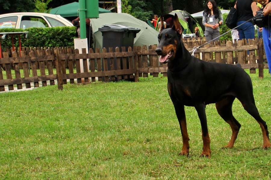 Doberman