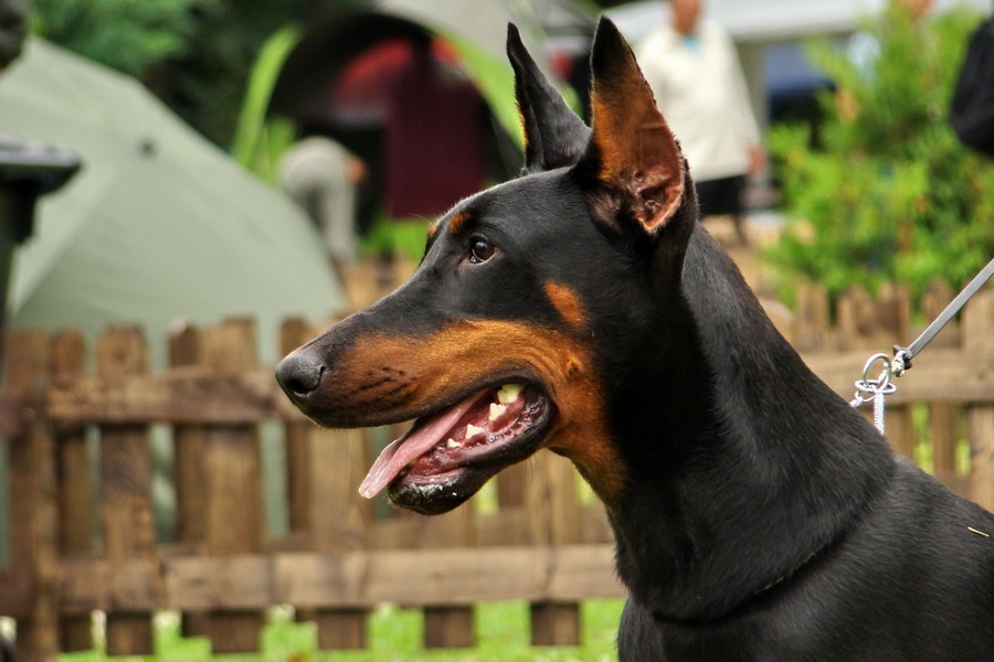 Doberman 2