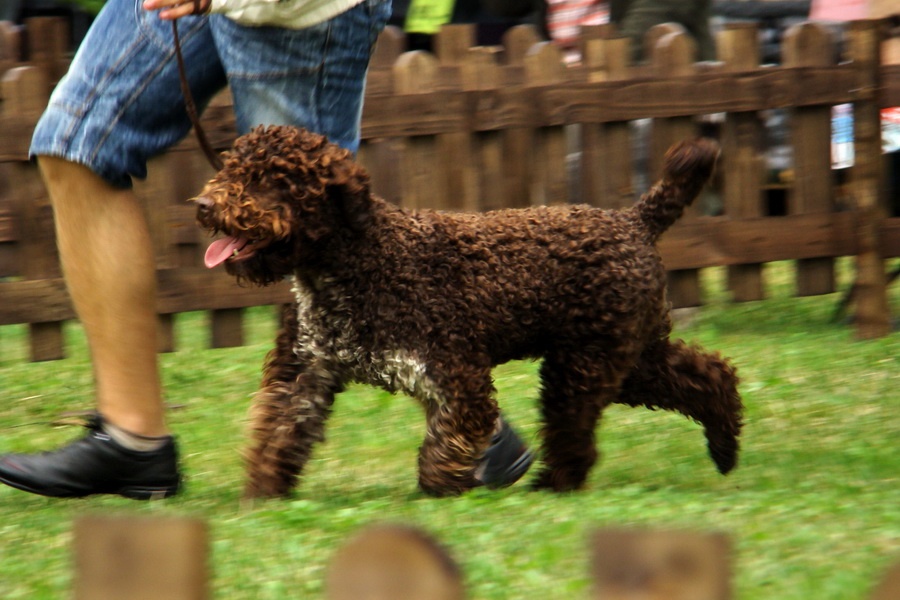 Lagotto