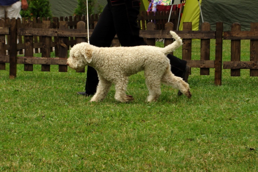 Lagotto - Hesiodos Penny