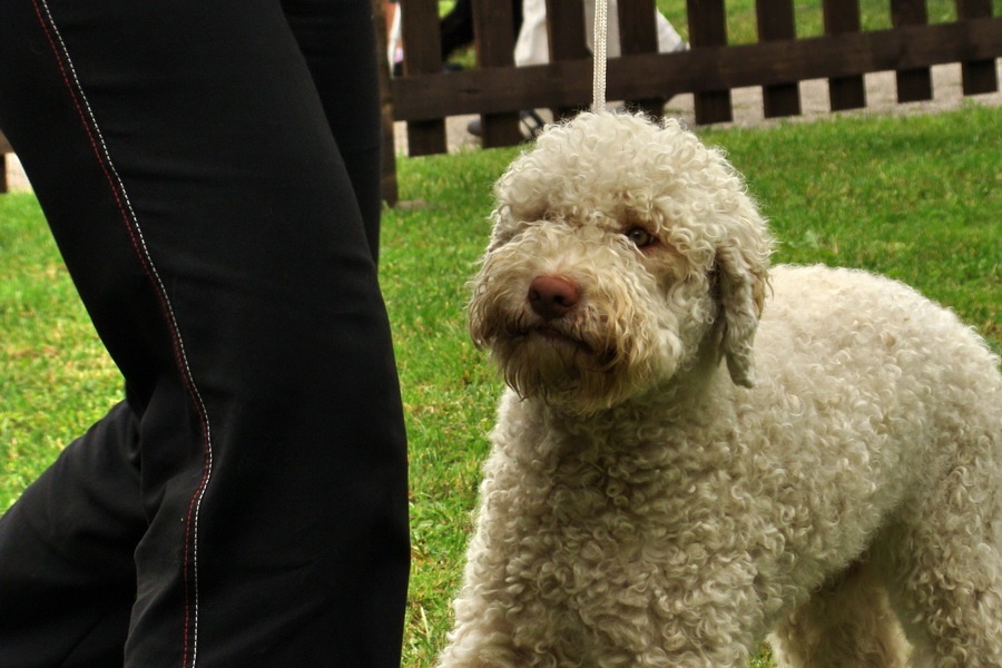 Lagotto - Hesiodos Penny 2