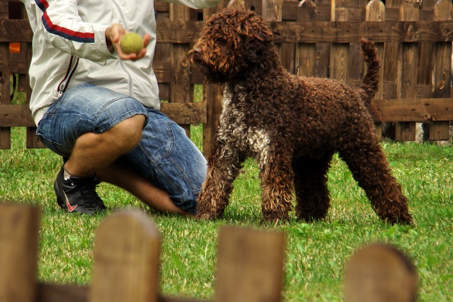 Lagotto 2