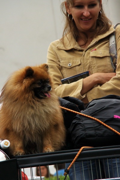 Trpasličí špic - Pomeranian - Ch. Ivo Mariadolf