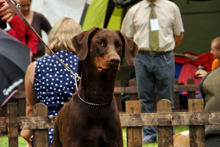 Doberman 3
