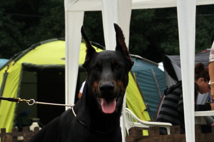Doberman 5