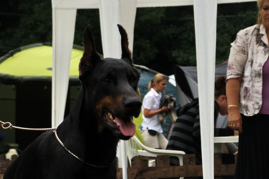 Doberman 6