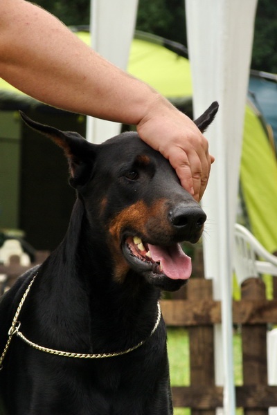 Doberman 7