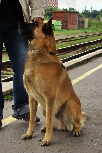 Malinois