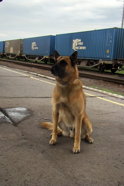Malinois