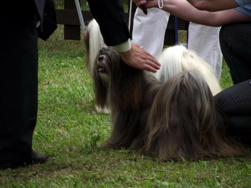 Lhasa apso