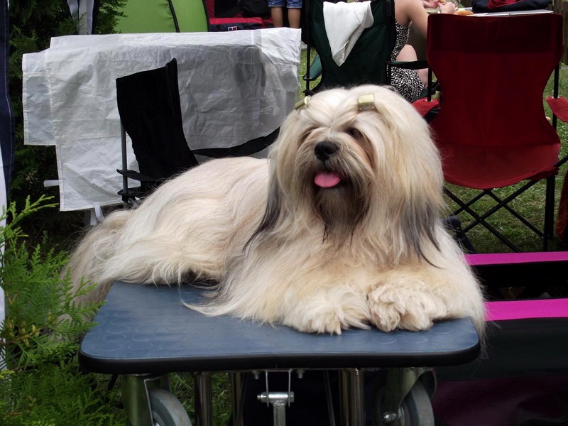 Lhasa apso 2