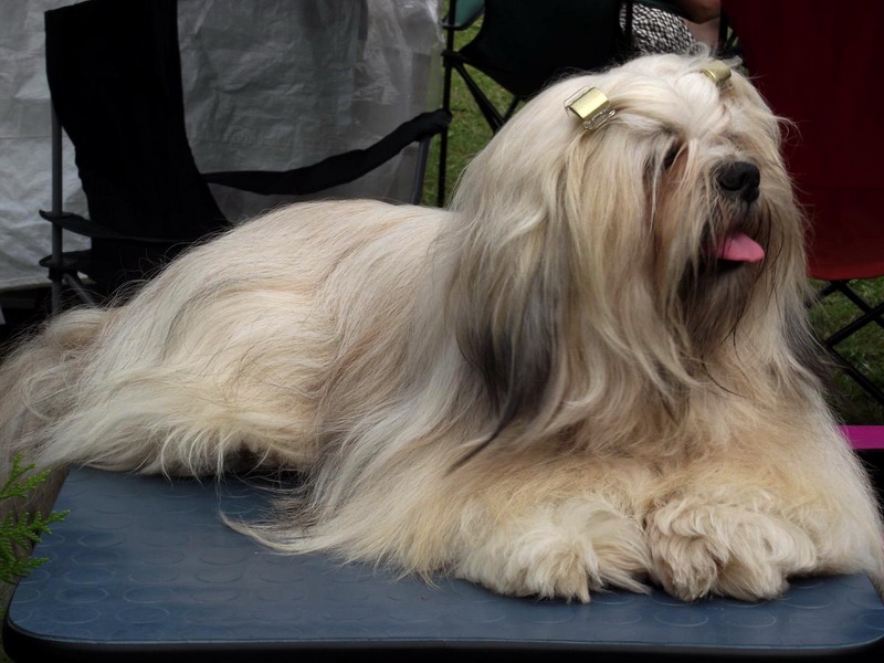 Lhasa apso 3