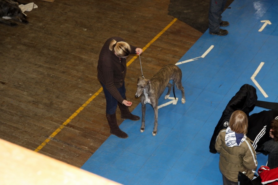 Anglický chrt Greyhound