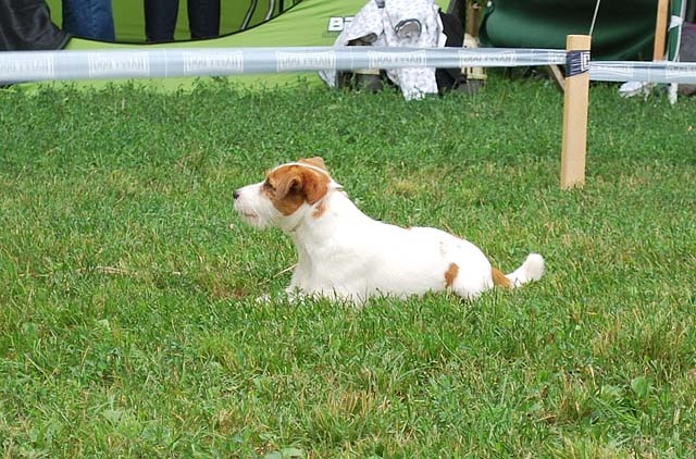 Jack Russell teriér víťaz 2 Abu Pemiko