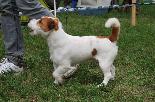 Jack Russell teriér víťaz Abu Pemiko