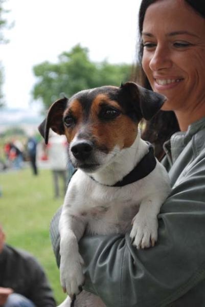 Jack Russell teriér