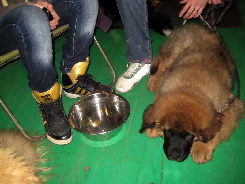 Leonberger - CINDY LOWE VON BLUMENGARTEN