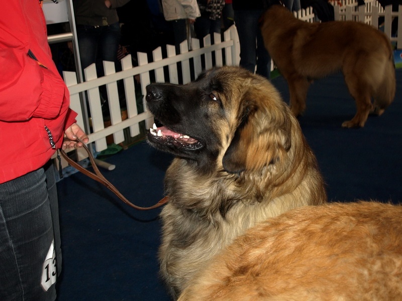 Leonberger - Lokrik P. Bora z Milotiček