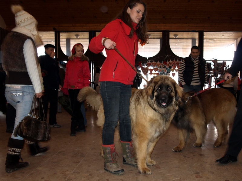 Leonberger - Lokrik P. Bora z Milotiček