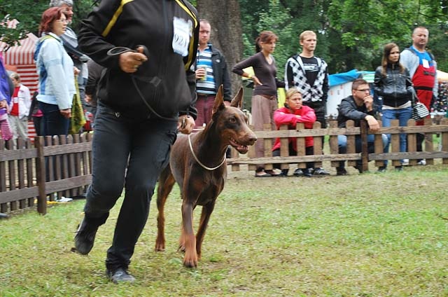 Doberman