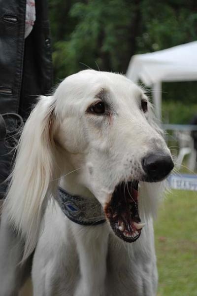 Saluki Dallat Tall Afar 2