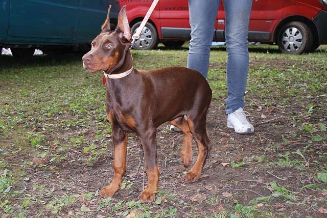 Doberman - šteniatko