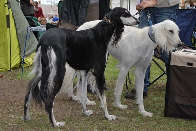 Saluki 3