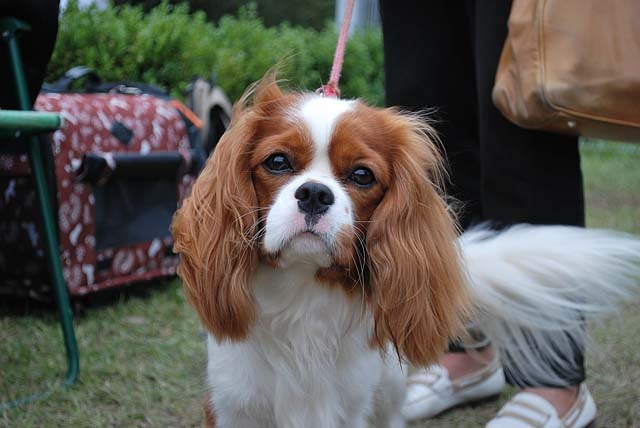 Cavalier King Charles španiel