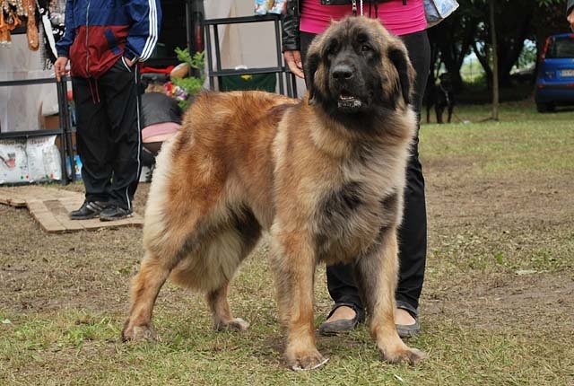 Leonberger