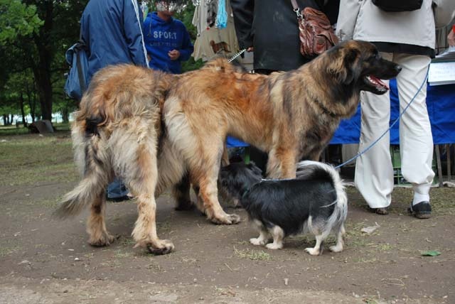 Leonberger a Tibetský španiel