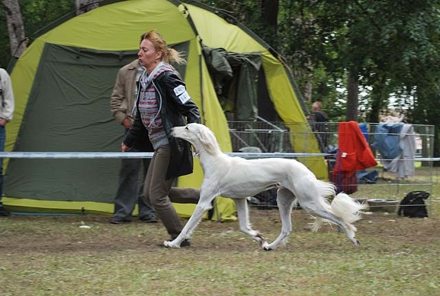 Saluki Dallat Tall Afar4