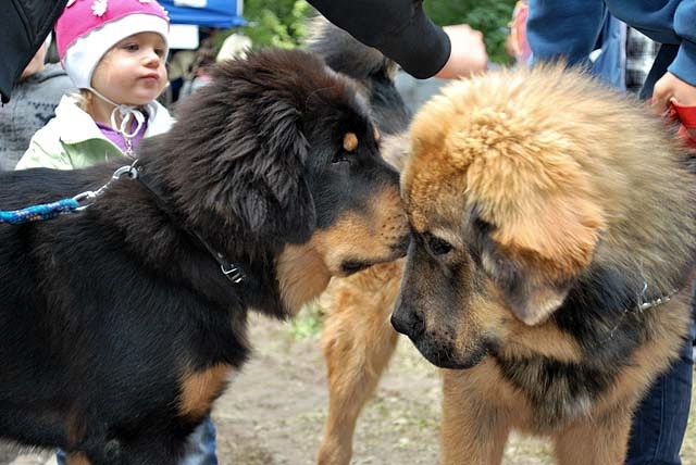 Tibetská doga - šteniatka